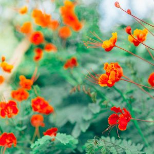 Close up of a Pride of Barbados plant