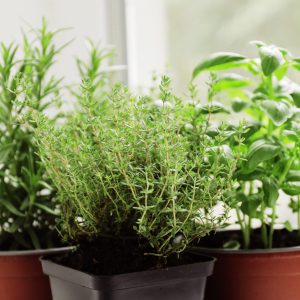 Fresh herbs in pots