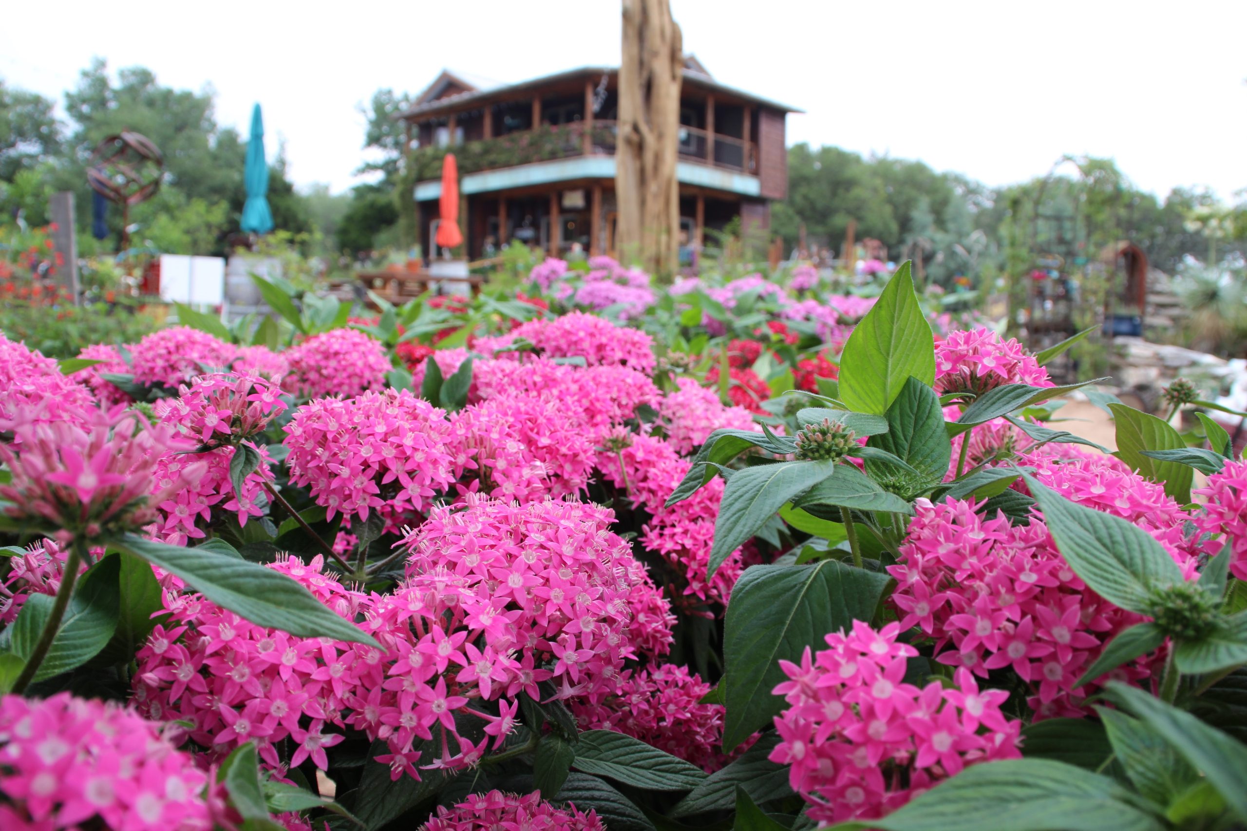 Egyptian Starcluster in bloom