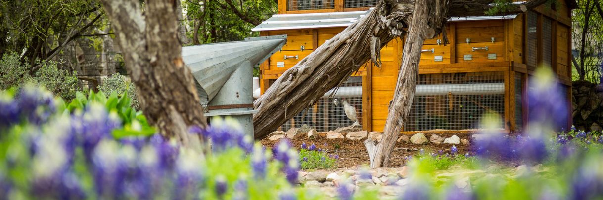Chicken coop at the Ridge Marketplace